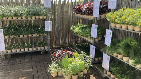 Potées à Paris : le projet teste une nouvelle gamme de plantes à parfum, aromatiques et médicinales, avec étude de marché. ©Astredhor SM